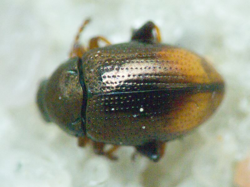 Alticinae Spinola, 1844